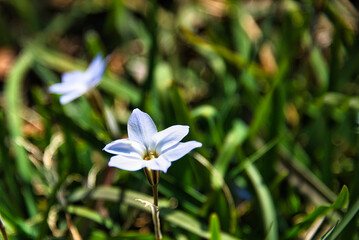 春の日差しを浴びて美しく咲くハナニラ