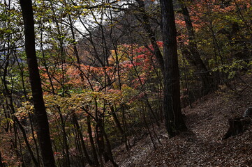 紅葉シーズンの三頭山の登山道
