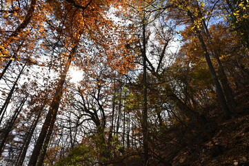 紅葉シーズンの三頭山の登山道