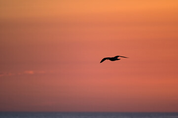 Fototapeta na wymiar Silhouette of Bird Flying in Pastel Sunrise Sky