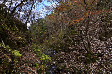 紅葉シーズンの三頭山の登山道