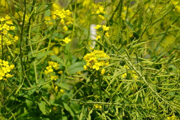 Obraz premium 菜の花