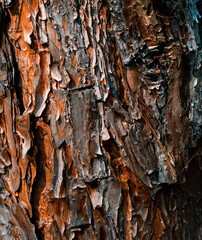 Pine Bark, a unique pattern of bark used as a background.