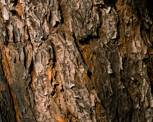 Pine Bark, a unique pattern of bark used as a background.