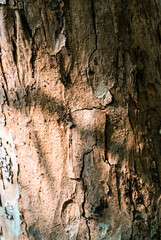 Pine Bark, a unique pattern of bark used as a background.