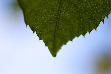 background folha verde