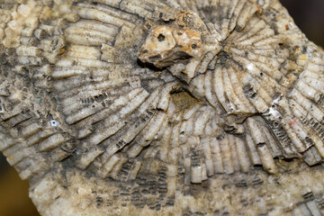 Fossilized colonial corals are Tabulata. lat. Tabulatamorpha in limestone, sediment of the Silurian era. Found in the village of Tunguska Siberia. Selective focus.