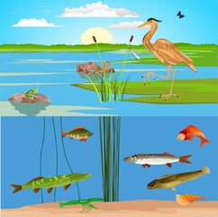 Pond, lake and river landscape, fishes birds, vector lanadscape
