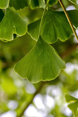 Leaves of the medicinal plant Ginkgo on a Ginkgo tree in summer, Ginkgo biloba