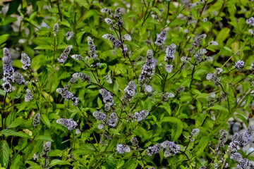Leaves and flowers of the true peppermint, Mentha piperita, in summer, Bavaria, Germany, Europe