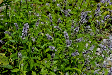 Leaves and flowers of the true peppermint, Mentha piperita, in summer, Bavaria, Germany, Europe