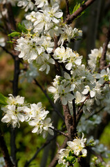 tree flowers