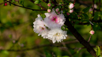 tree blossom