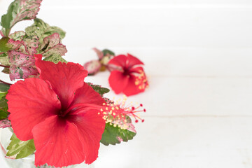 colorful flower red hibiscus and leaf arrangement flat lay postcard style on background white wooden