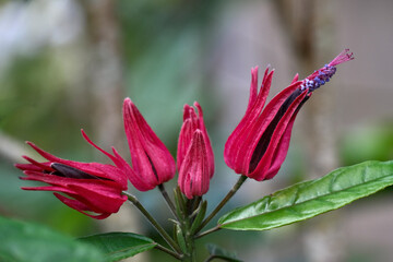 Exotic tropical pink flowers in botanical garden. Honolulu. Hawaii. USA