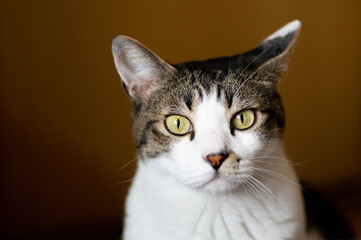 見つめる猫　キジトラ猫