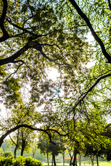 Bright sun popping out amidst organic dense trees