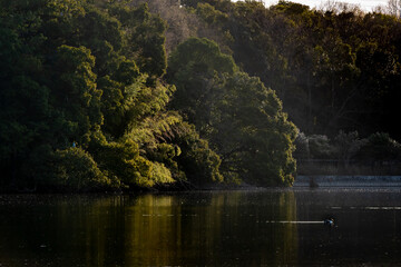 A morning forest in Yamadaike lake.