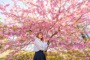 河津桜と若い女性