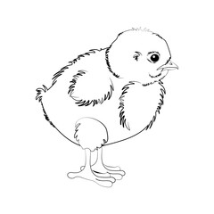Chicken cute little bird vector illustration outline