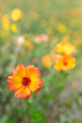 Moss rose (Portulaca grandiflora).