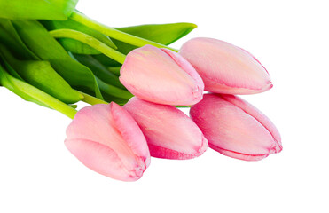 spring flowers light pink tulips isolated on a white background