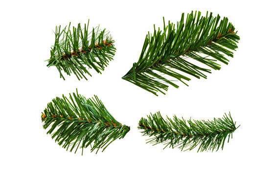 Set of artificial spruce branches on a white background
