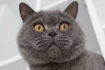 British cat portrait laying on a shelf home interior object for domestic pets