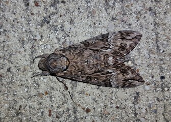 Pink-Spotted Hawkmoth (Agrius cingulata) dorsal view in Houston, TX on stone background....
