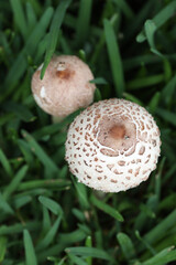 Chlorophyllum molybdites also known as lawn mushrooms and are poisonous 