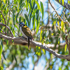 Honey Eater