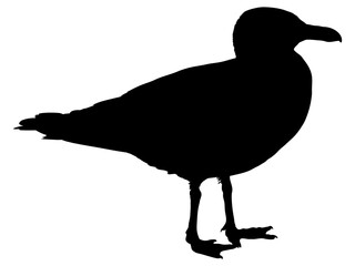 カモメのシルエット