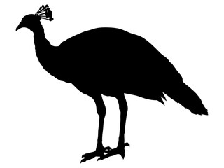 雌の孔雀シルエット