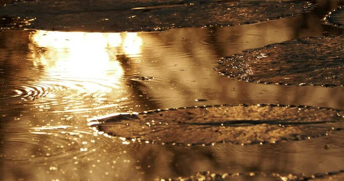 Footage of sunset reflection in a lake with a lotus and water strider walk on the water