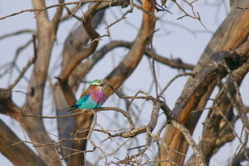 ライラックニシブッポウソウ（ケニア）