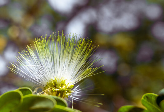 white flower, Albizia lebbeck, spring time, sweet smell flower 