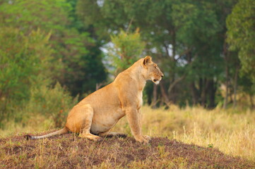 Obraz na płótnie Canvas ライオン（ケニア）