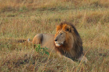 Obraz na płótnie Canvas ライオン（ケニア）