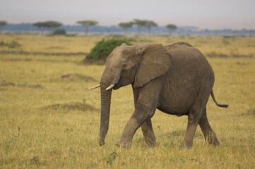 Fototapeta na wymiar アフリカゾウ（ケニア）