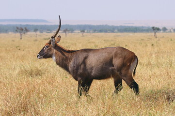 ウォーターバック（ケニア）