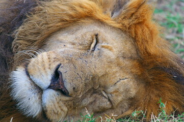 ぐっすり眠るライオン（ケニア）