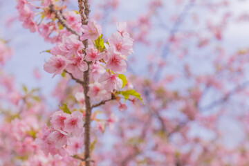 Naklejka premium 桜