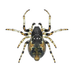Orb-weaver spider, Cyclosa sierrae (Araneae: Araneidae) isolated on a white background