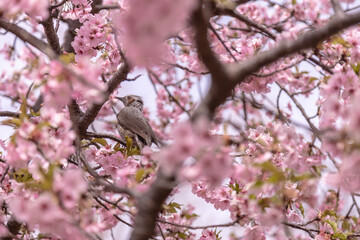 桜