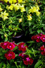 _DSC1970_Floral Macro, Texas USA