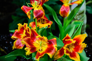 _DSC2068_Tulips, Texas USA