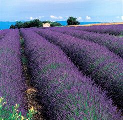 Obraz na płótnie Canvas A colourful and iconic field of lavender in Provence