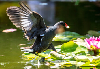 Wading bird on water lily flowers.