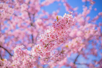 桜 Sakura cherry blossoms in Tokyo, Japan