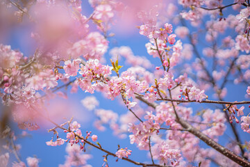 桜 Sakura cherry blossoms in Tokyo, Japan